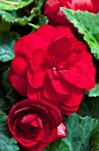 BEGONIA BLISS SCARLET