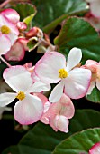 BEGONIA BRAVEHEART ROSE BICOLOR