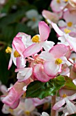 BEGONIA BRAVEHEART ROSE BICOLOR