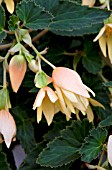 BEGONIA CRACKLING FIRE CREAMY YELLOW