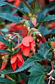 BEGONIA CRACKLING FIRE ORANGE