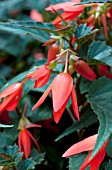 BEGONIA CRACKLING FIRE ORANGE