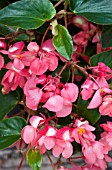 BEGONIA DRAGON WING PINK