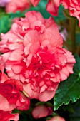 BEGONIA FIREBALL