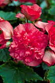 BEGONIA FIREBALL