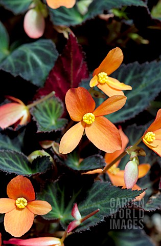 BEGONIA_SPARKS_WILL_FLY