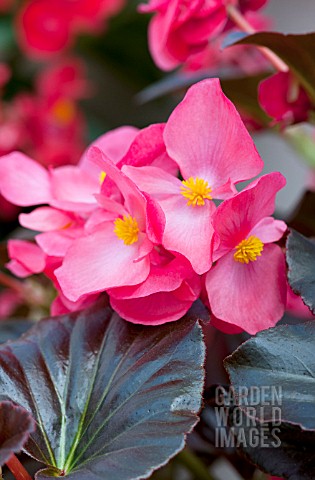 BEGONIA_WHOPPER_PINK_WITH_BRONZE_LEAF