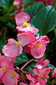 BEGONIA WHOPPER PINK WITH GREEN LEAF