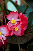 BEGONIA WHOPPER RED WITH BRONZE LEAF