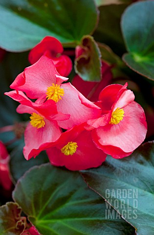 BEGONIA_WHOPPER_RED_WITH_BRONZE_LEAF