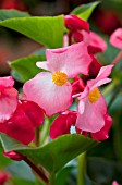 BEGONIA WHOPPER ROSE WITH GREEN LEAF