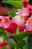 BEGONIA WHOPPER ROSE WITH GREEN LEAF