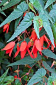 BEGONIA BOLIVIENSIS SANTA CRUZ SUNSET