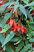 BEGONIA BOLIVIENSIS SANTA CRUZ SUNSET