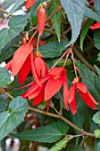 BEGONIA BOLIVIENSIS SANTA CRUZ SUNSET