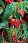 BEGONIA BOLIVIENSIS SANTA CRUZ SUNSET