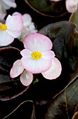 BEGONIA SEMPERFLORENS BADA BOOM ROSE BICOLOR