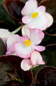 BEGONIA SEMPERFLORENS BADA BOOM ROSE BICOLOR