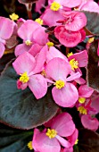 BEGONIA SEMPERFLORENS BADA BOOM ROSE