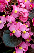 BEGONIA SEMPERFLORENS BADA BOOM ROSE