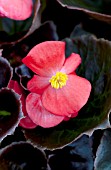 BEGONIA SEMPERFLORENS BADA BOOM SCARLET