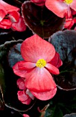 BEGONIA SEMPERFLORENS BADA BOOM SCARLET