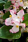 BEGONIA SEMPERFLORENS VOLUMIA ROSE BICOLOR