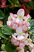 BEGONIA SEMPERFLORENS VOLUMIA ROSE BICOLOR