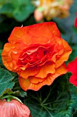 BEGONIA TUBERHYBRIDA NONSTOP APRICOT