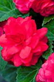 BEGONIA TUBERHYBRIDA NONSTOP DEEP ROSE