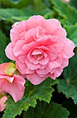 BEGONIA TUBERHYBRIDA NONSTOP PINK