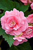 BEGONIA TUBERHYBRIDA NONSTOP PINK