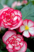 BEGONIA TUBEROSA GO-GO ROSE BICOLOR