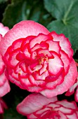 BEGONIA TUBEROSA GO-GO ROSE BICOLOR