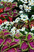 BEGONIA AND COLEUS MIX