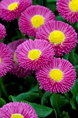 BELLIS PERENNIS GALAXY ROSE