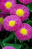 BELLIS PERENNIS GALAXY ROSE