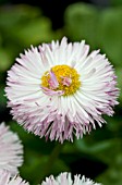 BELLIS PERENNIS HABANERA ROSE