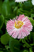 BELLIS PERENNIS HABANERA ROSE