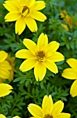 BIDENS FERULIFOLIA MEXICAN GOLD