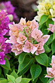 BOUGAINVILLEA SUNVILLEA PINK