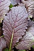 BRASSICA JUNCEA DEEP PURPLE