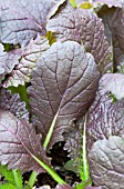 BRASSICA JUNCEA DEEP PURPLE