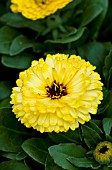 CALENDULA OFFICINALIS BON BON LIGHT YELLOW