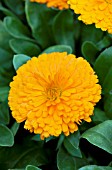 CALENDULA OFFICINALIS BON BON ORANGE