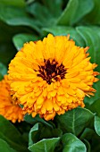 CALENDULA OFFICINALIS GITANA ORANGE