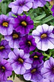 CALIBRACHOA CALIPETITE BLUE