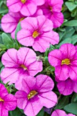 CALIBRACHOA CALIPETITE PINK