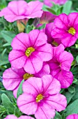 CALIBRACHOA CALIPETITE PINK