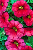 CALIBRACHOA CALIPETITE RED